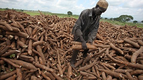 Cassava yields