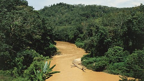 A photo of the Malaysian rainforest