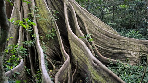 Buttress root tree