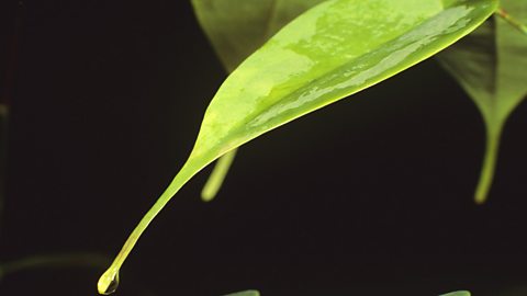 Drip-tip on rainforest leaf