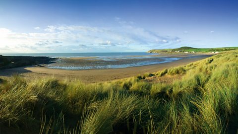 An image of a beach with Marram grass growing