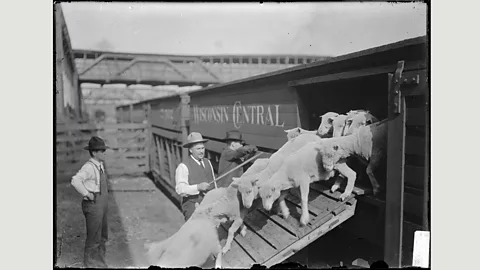 Chicago History Museum/Getty Images At the turn of the 20th Century, the Union Stockyards were the cornerstone of the city’s economy, employing more than 25,000 people (Credit: Chicago History Museum/Getty Images)
