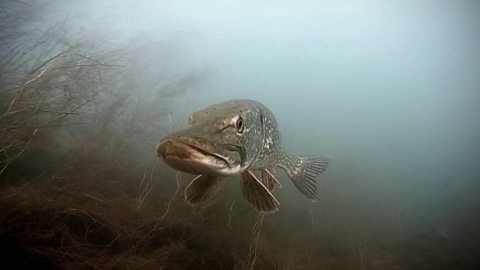 Ted Hughes: Stronger Than Death