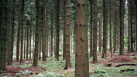 A photo of trees