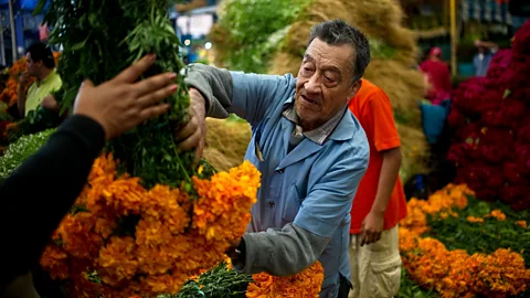 Ronaldo Schemidt/Getty Bright orange marigolds are the flowers of Day of the Dead (Credit: Ronaldo Schemidt/Getty)
