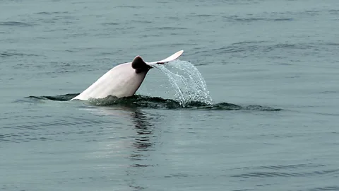 Laurent Fievet/Getty A dolphin dives back into the water with a flash of its tail (Credit: Laurent Fievet/Getty)