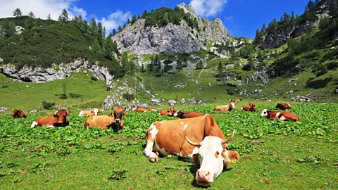 Jezer Mojca Odar Cows graze in mountain pastures in the Julian Alps (Credit: Jezer Mojca Odar)