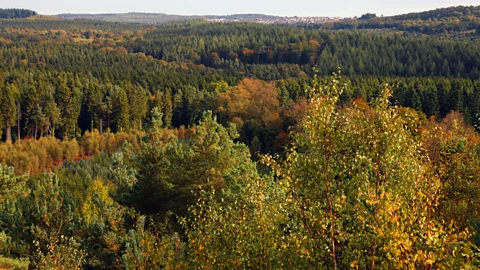 The Forest Protectors