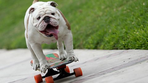 BBC Radio 5 Live - 5 Live In Short, Meet Otto the skateboarding