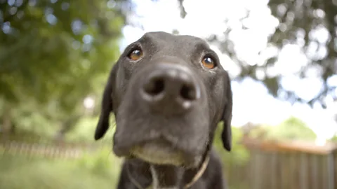 Getty Images Living with a dog could help give your immune system a boost (Credit: Getty Images)