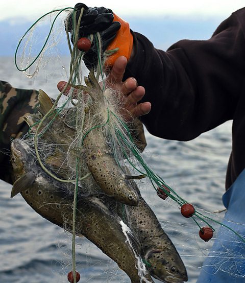 A close up of a fish, freshly caught by fishermen