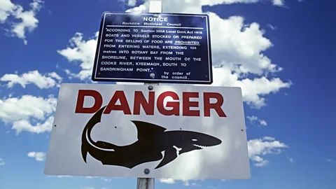 How shark attacks became big business for Australia