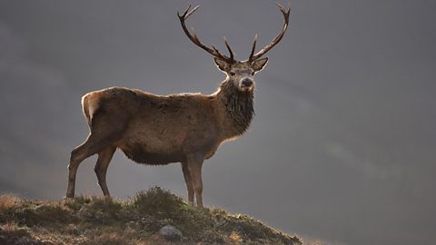 A stag