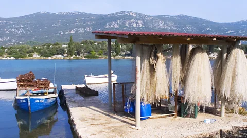 Pat Behnke/Alamy Nets are an important tool used in oyster farming (Credit: Pat Behnke/Alamy)