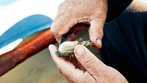 Westend61 GmbH/Alamy Shucking oysters in Mali Ston bay (Credit: Westend61 GmbH/Alamy)