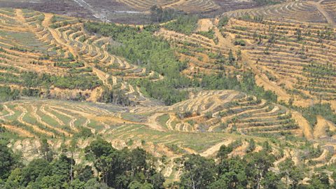This palm oil plantation in Malaysia has been planted on land that used to be rainforest