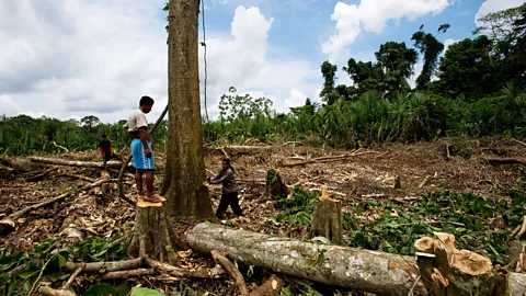 James Morgan/Alamy Deforestation poses the biggest threat to Ecuador's wildlife (Credit: James Morgan/Alamy)