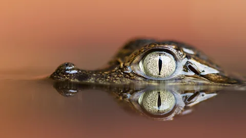 Alamy An act of self-sabotage may be an act of self-preservation. (Credit: Alamy)