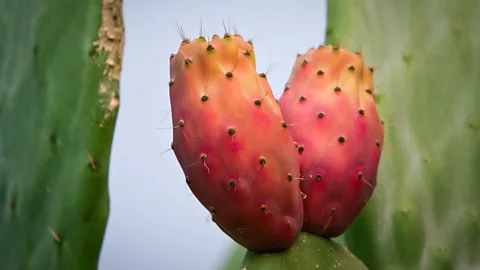 Getty Images A bona fide hangover cure could come from an unexpected source, such as the prickly pear fruit (Credit: Getty Images)