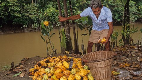 A man harvests cocoa in the Amazon