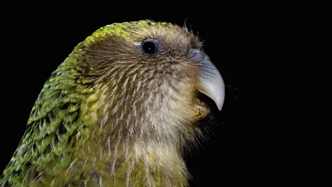 Getty Images Rebuilding populations of New Zealand's threatened kakapo have struggled, partly because of the limited gene pool (Credit: Getty Images)