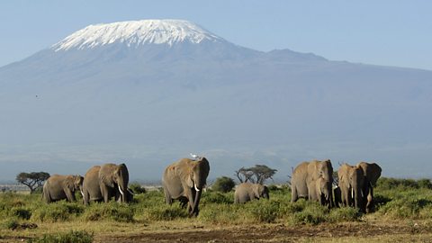 Wildlife in Kenya. A view of elephants