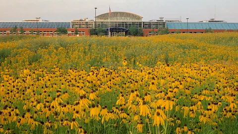 GreenHouse/Herman Miller Inc Honey bees Herman Miller brought in to solve a wasp problem also pollinated its field of wildflowers. (Credit: GreenHouse/Herman Miller Inc)