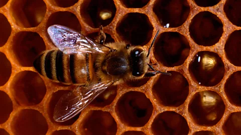 Alamy With the honey bees, the cost-benefit analysis for Herman Miller was simple: bringing in bee keepers cost less than exterminators. (Credit: Alamy)