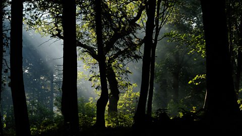 Mystical looking Crathes Woods in the grounds of Crathes Castle