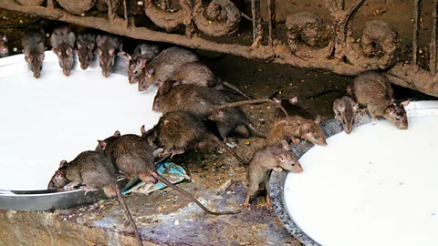 Fulvio Spada/Breakfast time!/Flickr/ CC BY-SA 2.0 Temple caretakers ensure the rats have milk, grain and other treats to enjoy (Credit: Fulvio Spada/Breakfast time!/Flickr/ CC BY-SA 2.0)