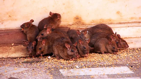 Don Mammoser/Alamy According to local legend, these black rats are the reincarnation of a Hindu deity and his caste (Credit: Don Mammoser/Alamy)