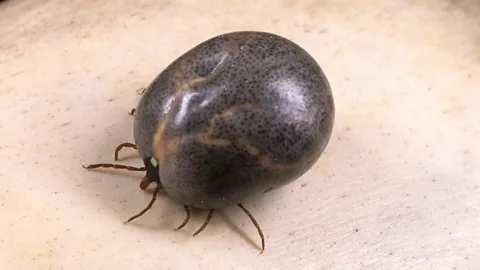 Science Photo Library American researchers found the lone star tick triggers a similar allergy to red meat caused by the Australian paralysis tick (Credit: Science Photo Library)