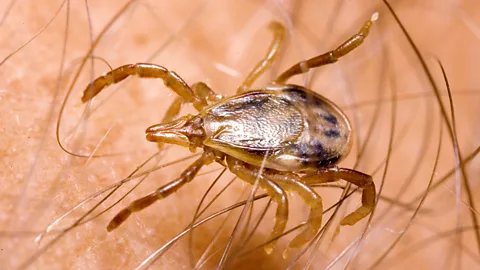 Science Photo Library A bite from Ixodes holocyclus, better known as the paralysis tick, can trigger a life-threatening allergy given certain conditions (Credit: Science Photo Library)