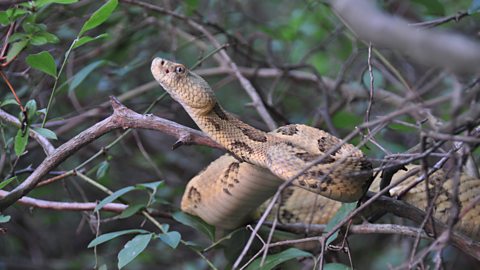 BBC Two - Earth's Greatest Spectacles - Filming a wild rattlesnake hunt