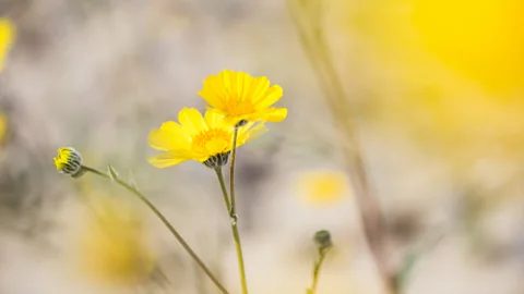 Sivani Babu Desert gold (Geraea canescens) blossoms in Death Valley National Park (Credit: Sivani Babu)