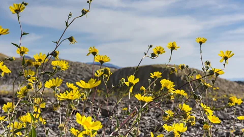 Sivani Babu Tangled stalks of desert gold (Garaea canescens) flowers (Credit: Sivani Babu)
