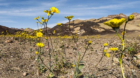 Sivani Babu Desert gold (Geraea canescens) blooms along Badwater Road (Credit: Sivani Babu)