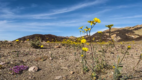 Sivani Babu Desert gold (Geraea canescens) and purple mat (Nama demissum) flowers along Badwater Road (Credit: Sivani Babu)