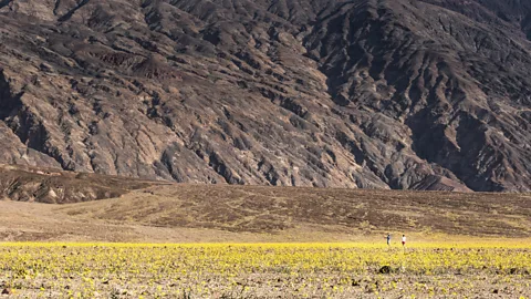 Sivani Babu Visitors to Death Valley explore an expanse of desert gold flowers during the super bloom (Credit: Sivani Babu)