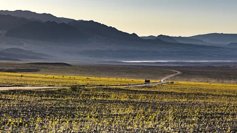 Sivani Babu Dramatic stretches of desert gold (Geraea canescens) blooms flank Badwater Road (Credit: Sivani Babu)