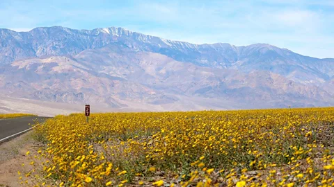 Tom Wittwer Swaths of flowers south of Badwater Basin at mile 27 (Credit: Tom Wittwer)