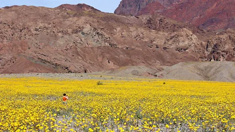 Tom Wittwer Death Valley's super bloom awash in gold (Credit: Tom Wittwer)