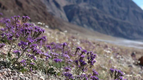 Tom Wittwer Notch-leaf Phacelia growing along the roadside (Credit: Tom Wittwer)