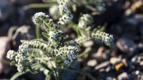 Sivani Babu Popcorn flowers (Plagiobothrys) blossom in Death Valley National Park (Credit: Sivani Babu)