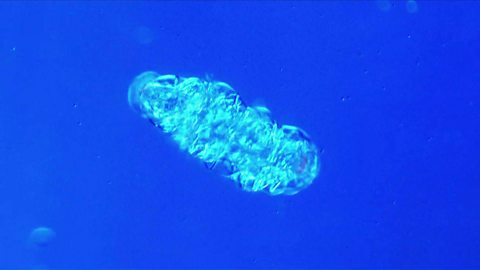 Why tardigrades can survive in orbit