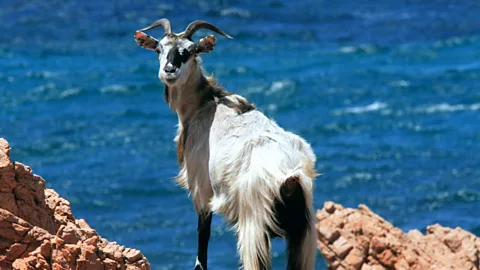 REDA &CO srl/Alamy A rare species of wild goats roam Tavolara (Credit: REDA &CO srl/Alamy)