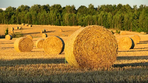 Gary Moseley/Alamy From an economic standpoint, daylight saving time is thought to help those in retail and sport, but hurt those in agriculture (Credit: Gary Moseley/Alamy)