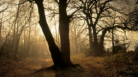 The National Trust Photolibrary/Alamy Petts Wood, where William Willett was horseback riding when he came up with the idea of daylight saving time (Credit: The National Trust Photolibrary/Alamy)