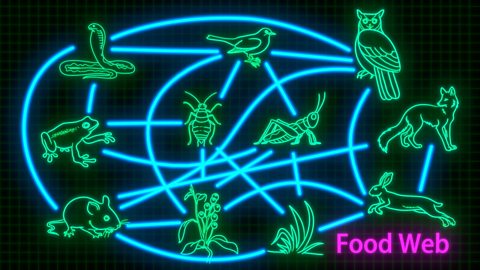 Food chains and food webs in animals