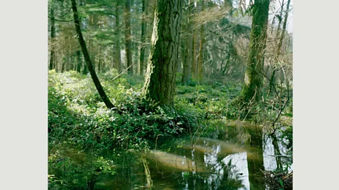 Stephen Chalmers The photographer Stephen Chalmers' exhibition Unmarked explored the sites of famous murders. Here we see the site where Martina Authorlee was found (Credit: Stephen Chalmers)